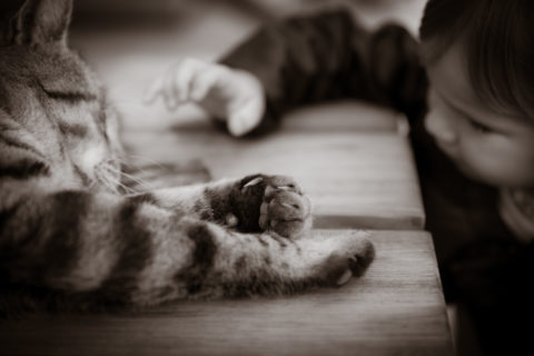 pates pate chat enfant fille mignon caresse coussinet dormir main noir blanc mignon