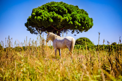 camargue cheval chevaux blanc horse paysage nature animal animaux couleurs colors etalon beauté douceur