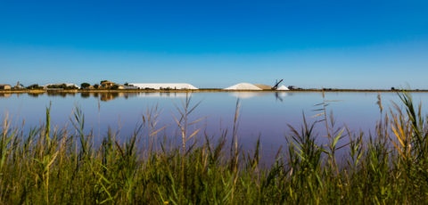 paysage camargue sel herbes vent beau