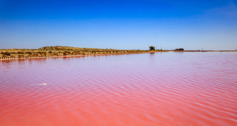paysage camargue sel herbes vent beau rose