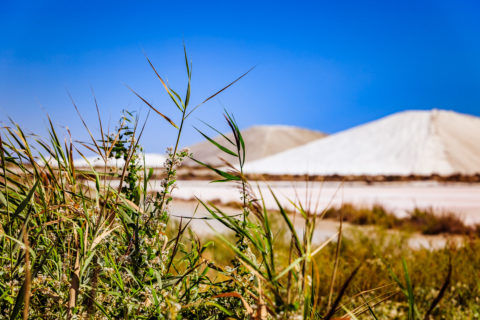 paysage camargue sel herbes vent beau